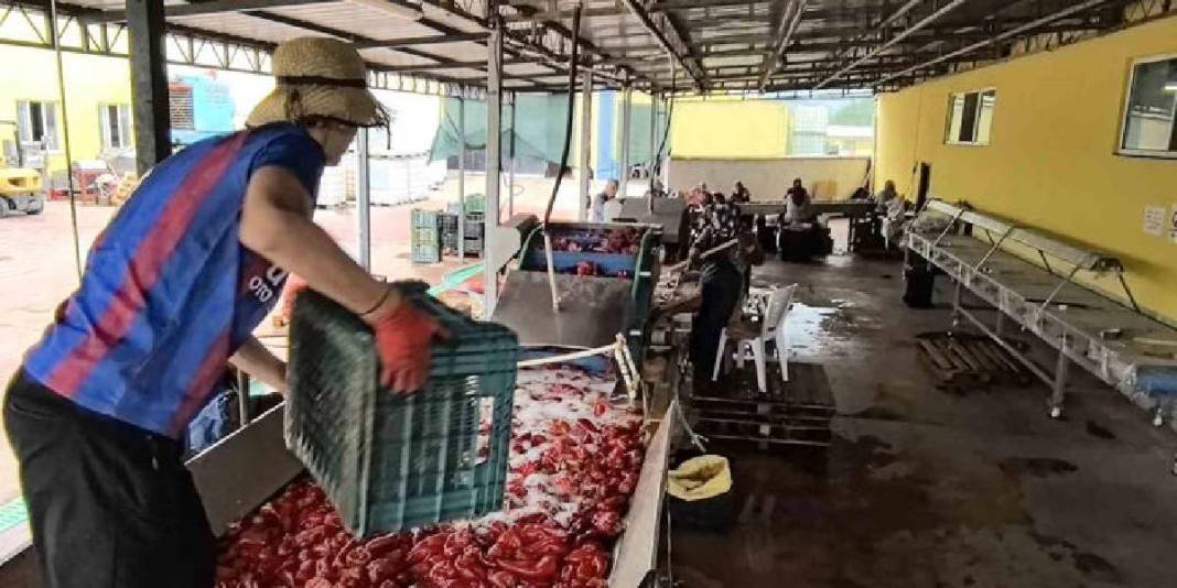 Hollanda’nın sofralarına lezzet katıyorlar! İnegöl’den yola çıkıyor, biber salçası emekle üretiliyor 5